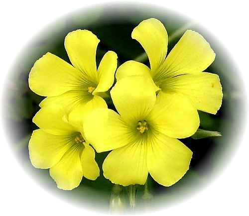 Wild Flower Calendar photo page Dec 2009 - Asphodeline lutea  Yellow Asphodel